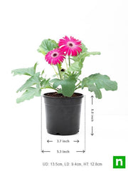 gerbera (any color) - plant