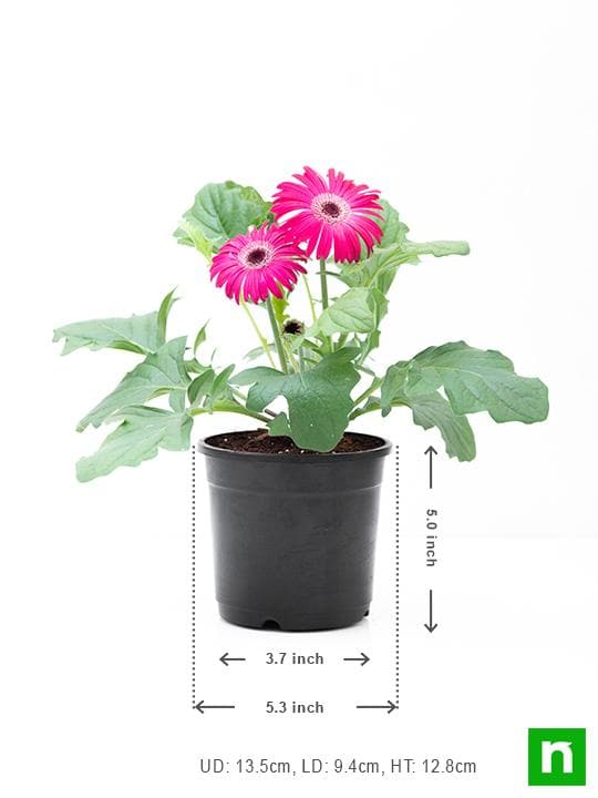 gerbera (any color) - plant
