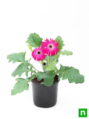 gerbera (any color) - plant
