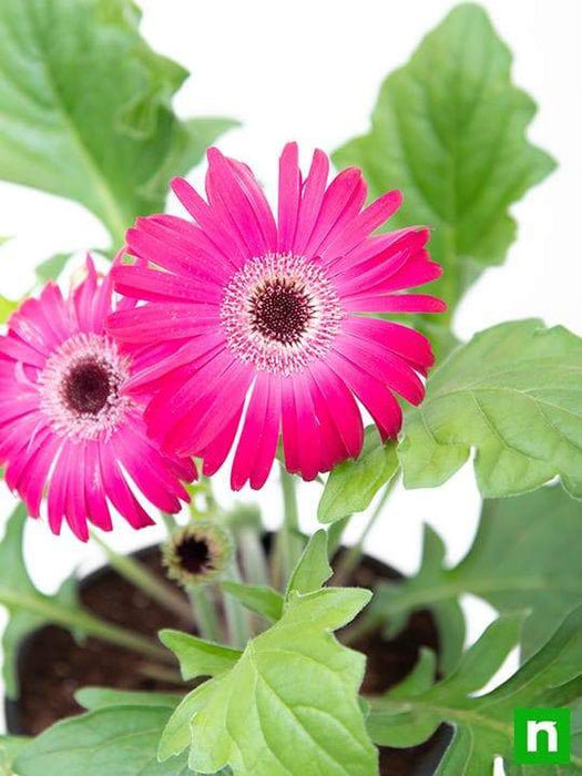 gerbera (any color) - plant