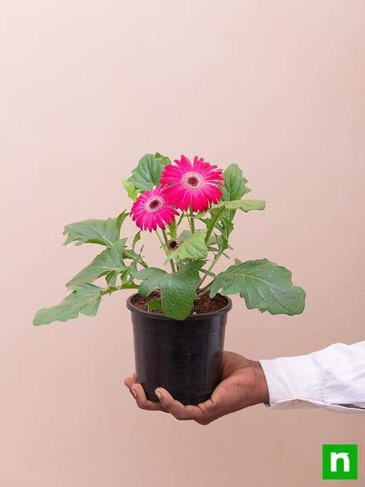 gerbera (any color) - plant