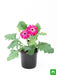 gerbera (dark pink) - plant
