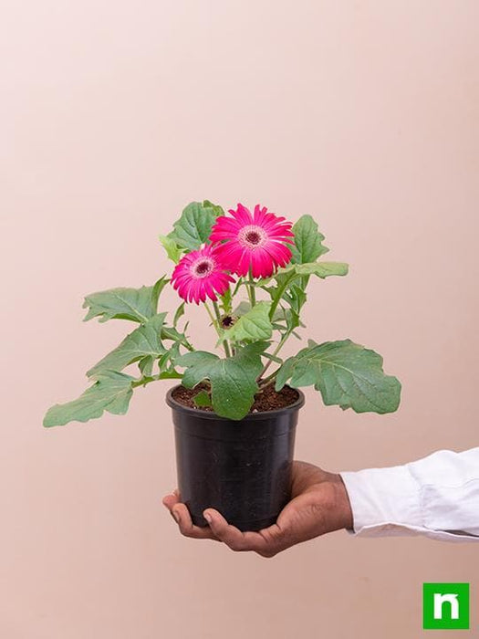 gerbera (dark pink) - plant