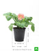 gerbera (pink) - plant