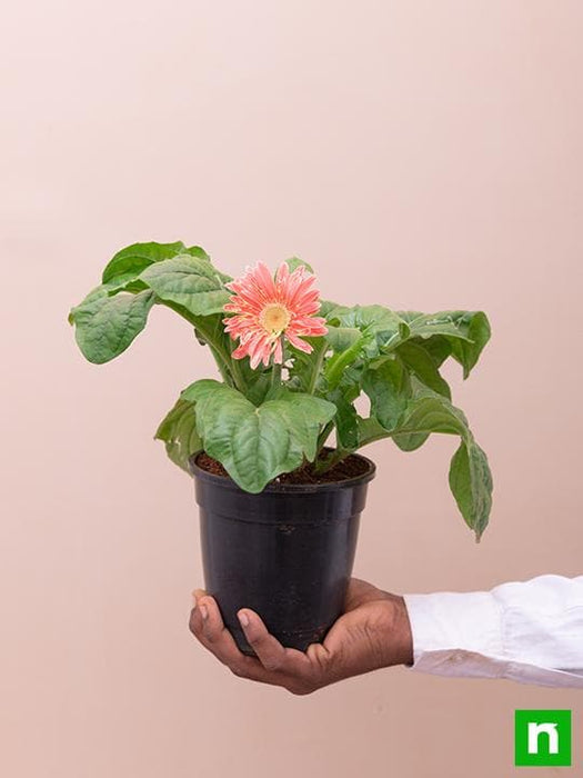 gerbera (pink) - plant