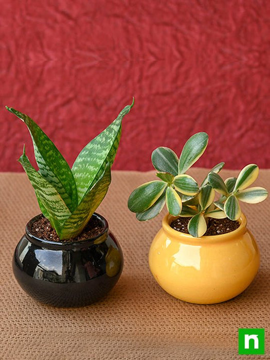 gift bundle of health and prosperity with plants in ceramic handi pots 