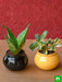 gift bundle of health and prosperity with plants in ceramic handi pots 