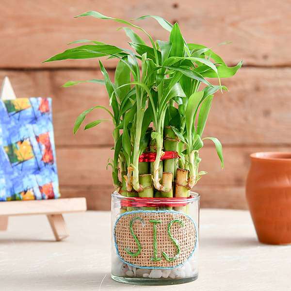 2 layer lucky bamboo for pretty sister 