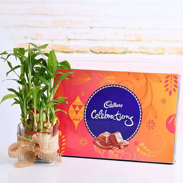 2 layer lucky bamboo with chocolate for sweetness in relations 
