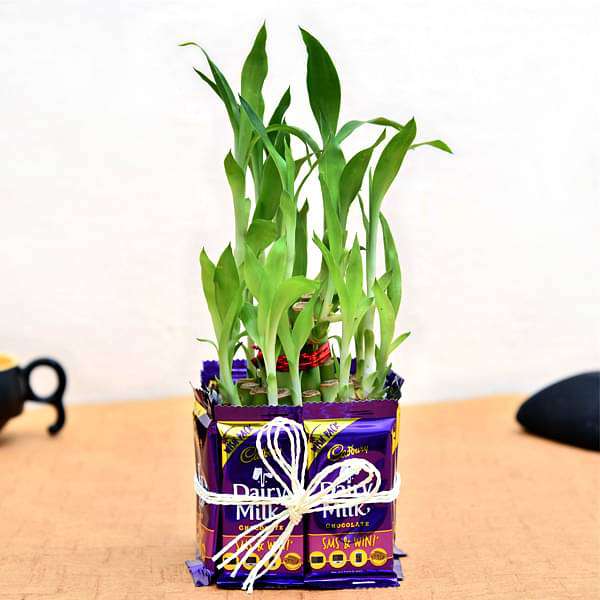 2 layer lucky bamboo with chocolates for sweet father 