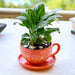 adorable peace lily in ceramic cup pot 