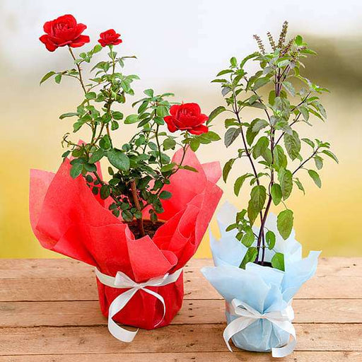 aesthetic gift combo with rose and tulsi 