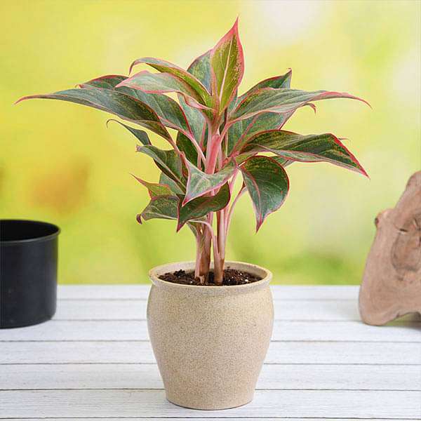 aglaonema plant in decorative ceramic pot 