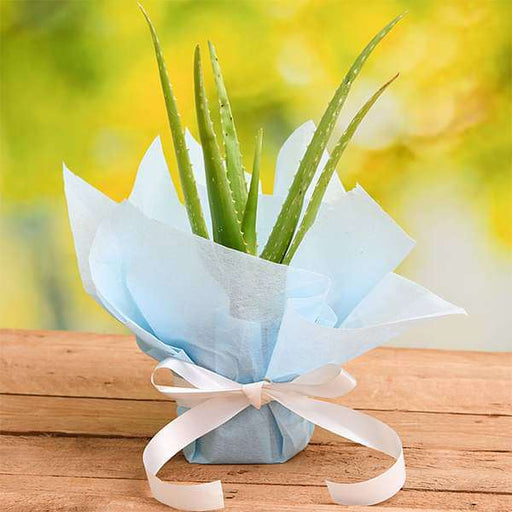 air purifier aloe vera plant with gift wrap 