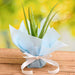 air purifier aloe vera plant with gift wrap 