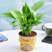 air purifier money plant with jute wrap 