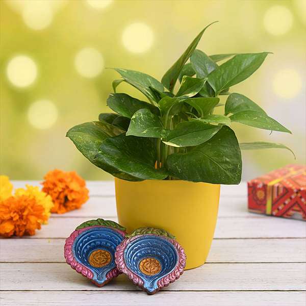 air purifying green money plant for clean diwali - gift plant