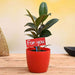 air purifying rubber plant for you - gift plant