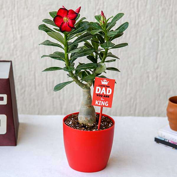 attractive adenium bonsai for amazing father 
