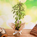 auspicious tulsi plant with jute wrap 