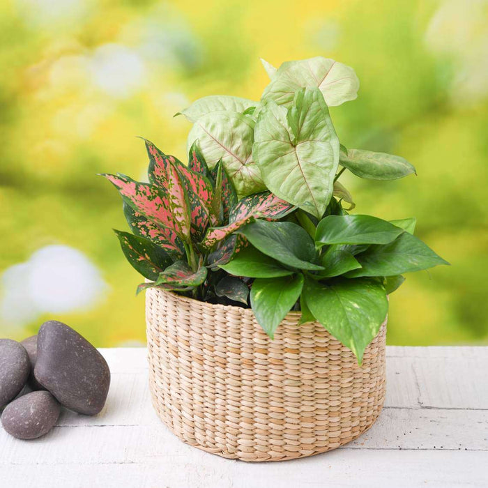 basket of air purifier plants 