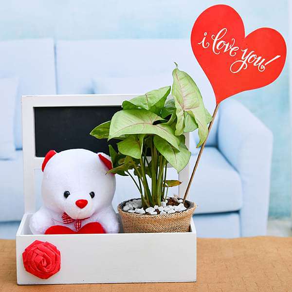 basket of love with syngonium and cute teddy 