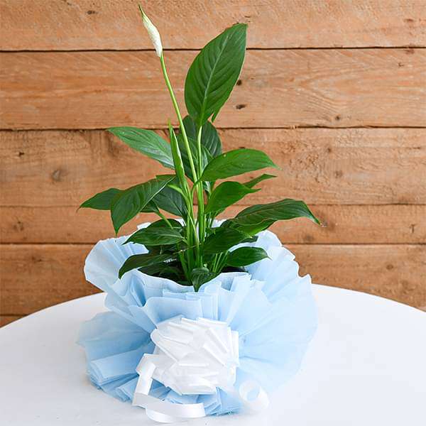beautiful peace lily with a gift wrap 