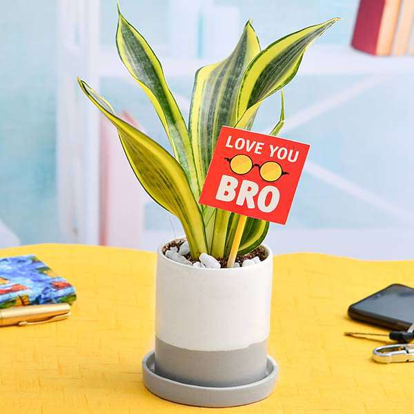 beautiful sansevieria for brothers love 