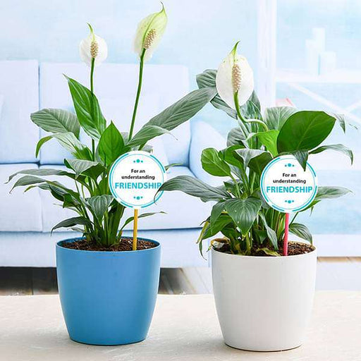 best 2 peace lily plants for our understanding friendship 