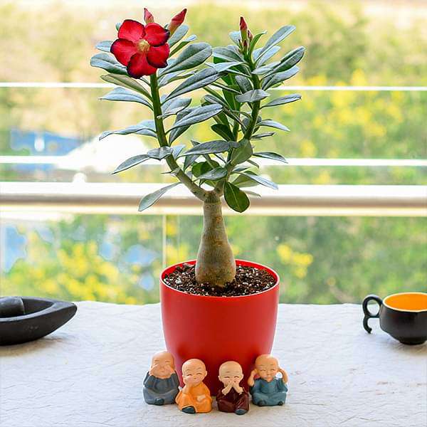 bonsai looking adenium with amazing monks for special occasions 