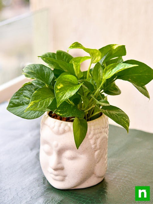 bring good luck with magnificent money plant and ceramic pot 