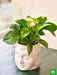 bring good luck with magnificent money plant and ceramic pot 