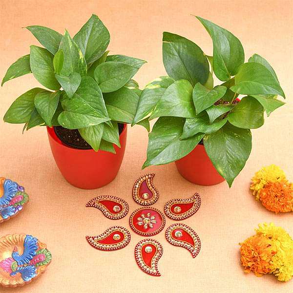 money plant in hindi Buy Bring Happiness and Joy with Money Plant and Rangoli online from Nurserylive at lowest price