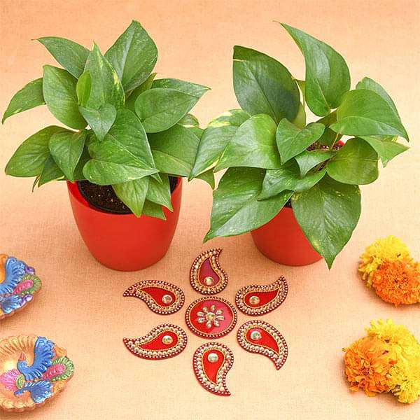 bring happiness and joy with money plant and rangoli 