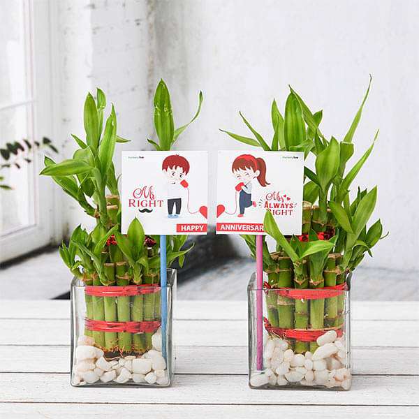 Buy Celebrate Anniversary with 2 Layer Lucky Bamboo Plants online from  Nurserylive at lowest price