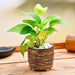 celebrate bond of togetherness with money plant 