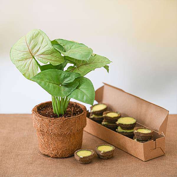 celebrate eco friendly diwali with syngonium plant 