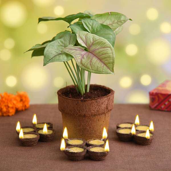 celebrate eco friendly diwali with syngonium plant 