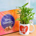 celebrate every moment with 2 layer lucky bamboo plant in mug and chocolate 