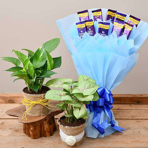 chocolate bouquet with air purifier plants 