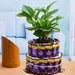 chocolate tower with lovely money plant 