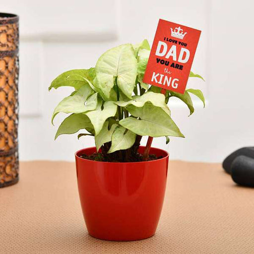 cool syngonium for coolest dad 