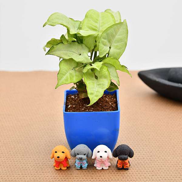 delightful syngonium for dog lover dad 