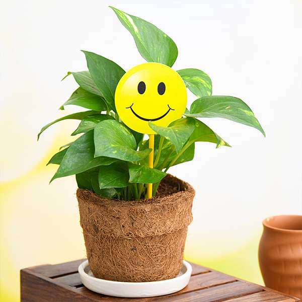 eco friendly green money plant with smiley - gift plant