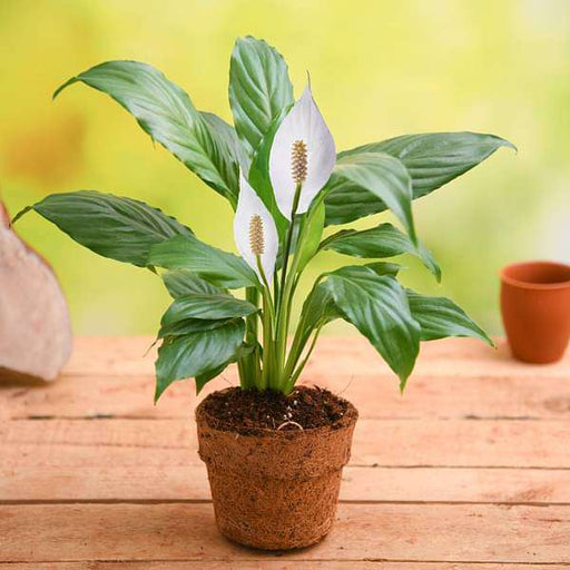 Gift Bag  Peace Lily Gifts