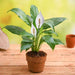 eco friendly peace lily - gift plant