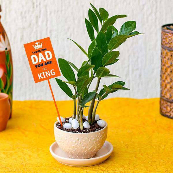 evergreen zz plant in ceramic bowl for coolest dad 