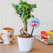 fantastic ficus bonsai for fabulous mother 