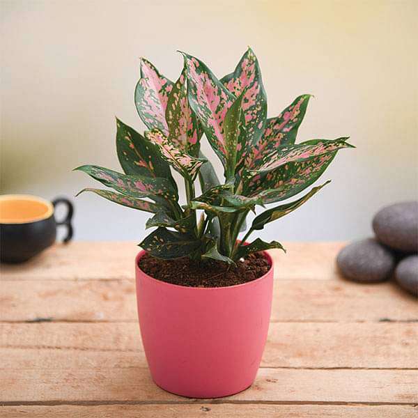 give love with amazing aglaonema plant 