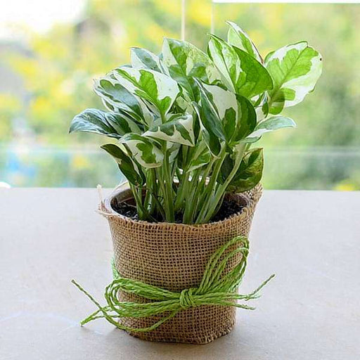 good luck money plant with a jute wrap 